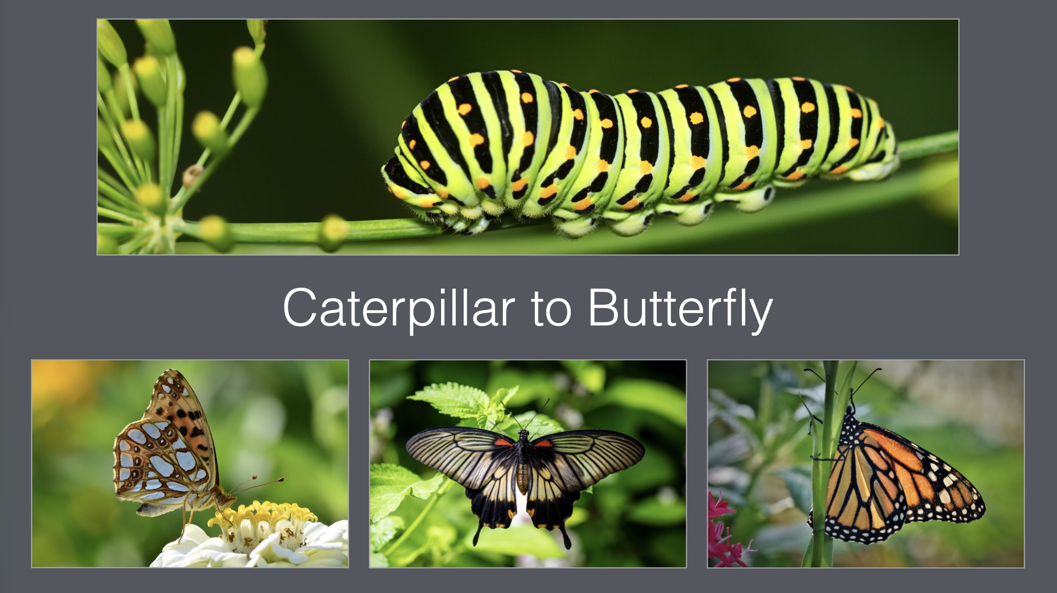 An orderly and balanced grid of photographs Caterpillar to Butterfly slide with all photographs aligned in an orderly grid