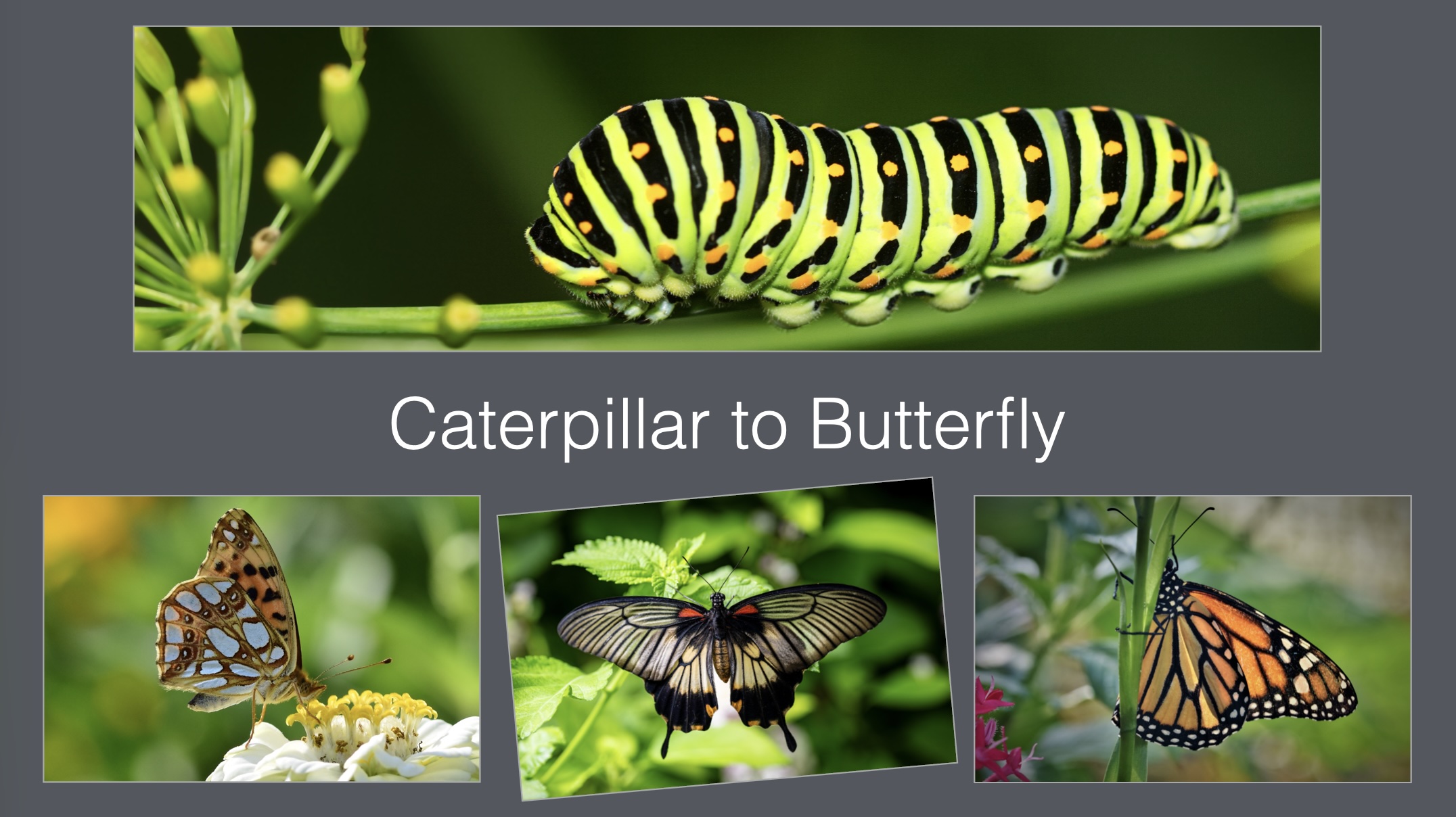 One rotated photograph breaks the pattern while preserving the grid Caterpillar to Butterfly slide with only the centre photograph rotated