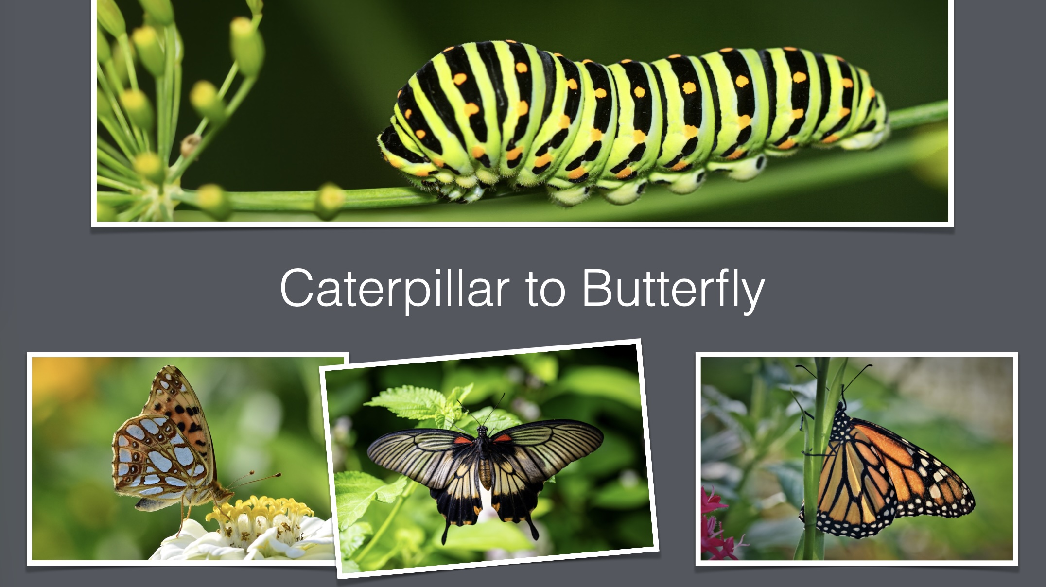 A white frame and subtle shadow reinforce the physical-photo effect Framed Caterpillar to Butterfly photographs with the centre image rotated