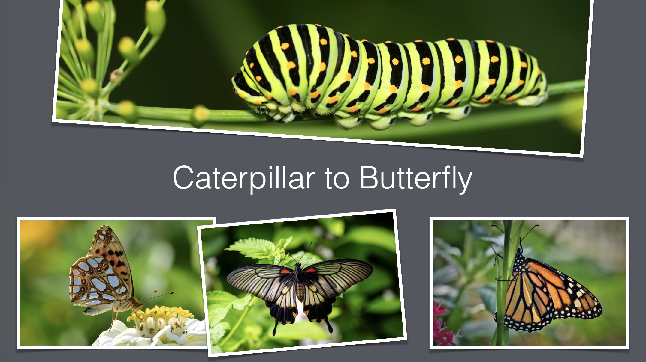 Two different rotations introduce controlled irregularity Framed Caterpillar to Butterfly photographs with two images rotated at different angles