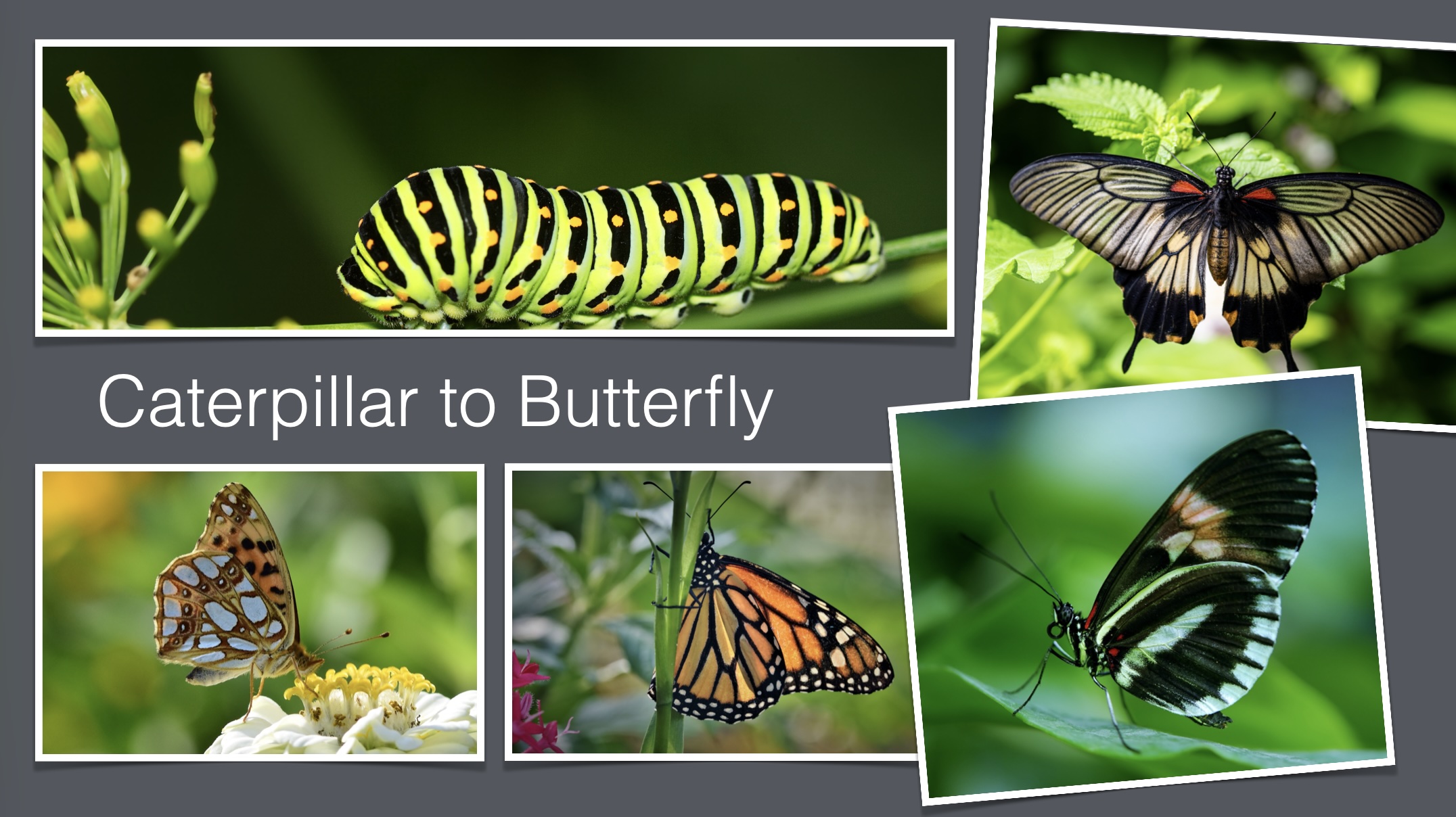 A freer composition that retains hierarchy and intentional structure Freer Caterpillar to Butterfly composition using varied photograph sizes, positions, overlaps and rotations